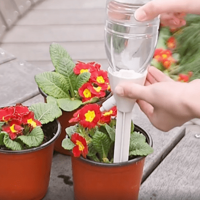 Arrosage automatique RegloGoutte  crème dans un pot de fleur rouge et jaunes
