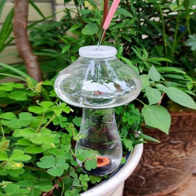 Arrosage goutte à goutte Translu - Champi dont on remplit le réservoir d'eau au jardin