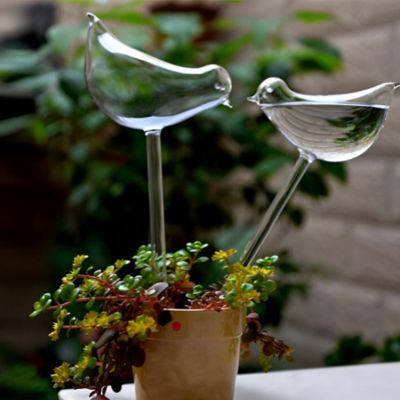 Arrosage Gouttes a gouttes OisillEAU dans une plante grasse