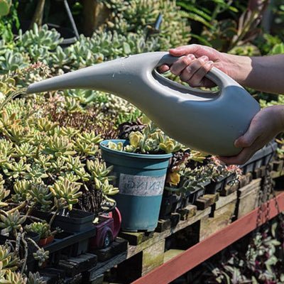 Arrosoir jardin bec long ErgoDesing arrosant des succulentes avec précision