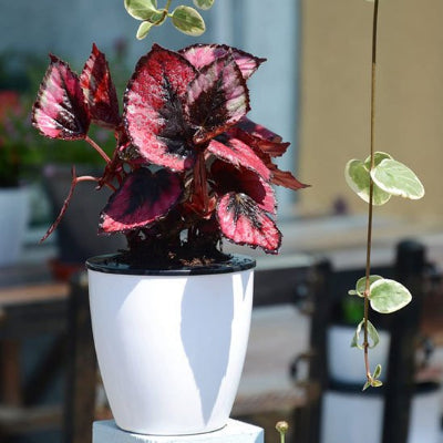 Pot de fleur Deco Durable - S avec Begonia rouge