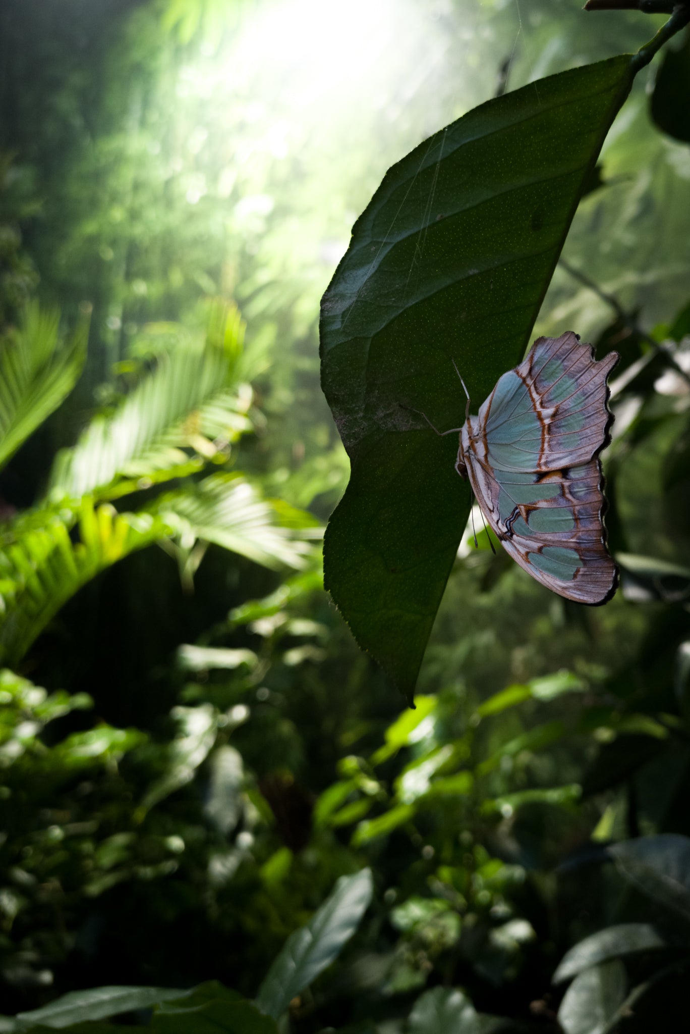 Papillon accroché à une feuille dans un jardin magnifique 