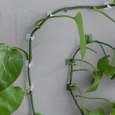 Support plante grimpante Natura - Grimp discret et solide sur mur gris de crépit