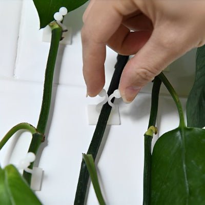 Installation du Support plante grimpante Natura - Grimp blanc sur mur blanc