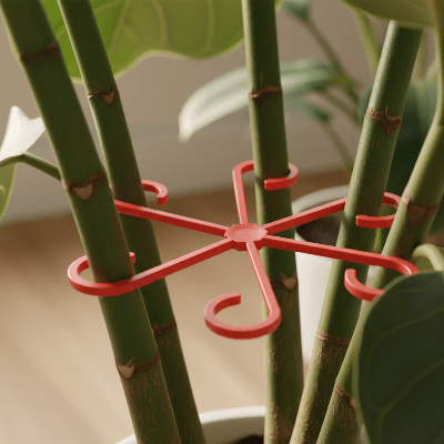 Support plante intérieur Botanic Elegance rouge sur un figuier